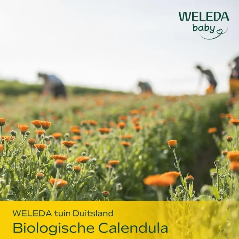 Weleda Baby & Kind Calendula Gezichtscrème