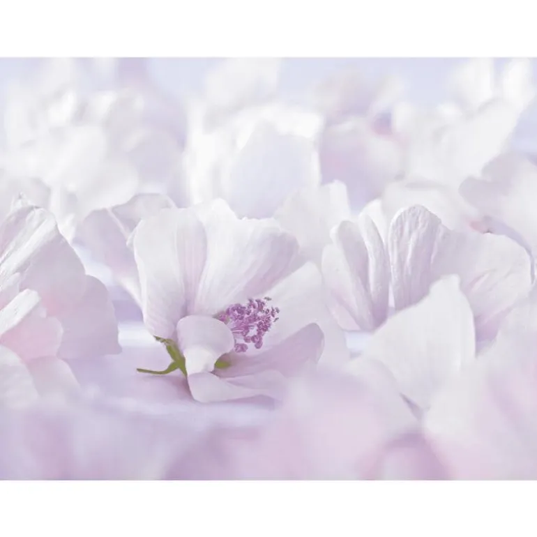 Weleda Baby Witte Malva Sensitive Gezichtscrème